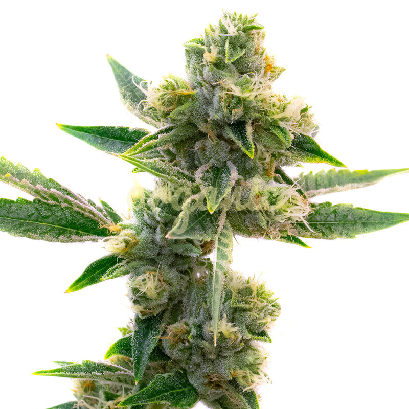 Triangle Kush feminized marijuana seeds