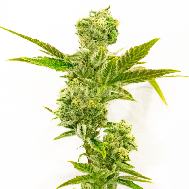 Triple XL Autoflower marijuana seeds