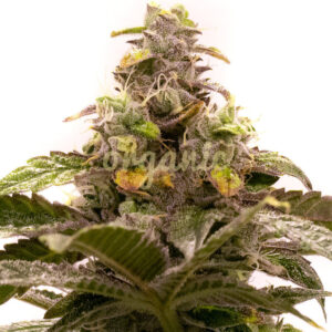 Tropic Thunder feminized marijuana seeds