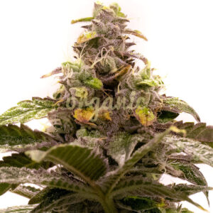 Tropic Thunder regular marijuana seeds