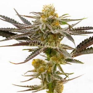 Tropicana Cookies Purple feminized marijuana seeds