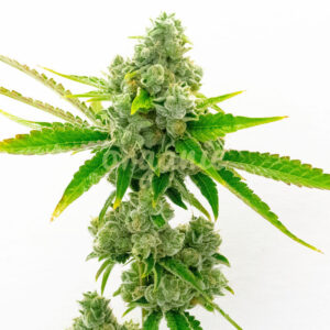 True OG feminized marijuana seeds