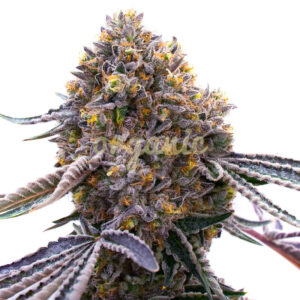 UltraViolet OG feminized marijuana seeds