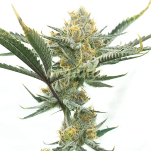 Venom feminized marijuana seeds