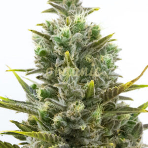 Wedding Cake Autoflower marijuana seeds