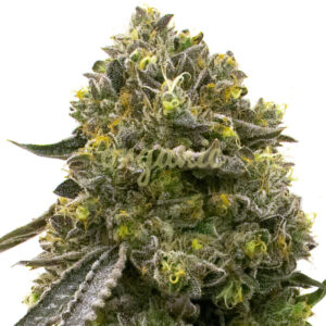 Wedding Cake feminized marijuana seeds