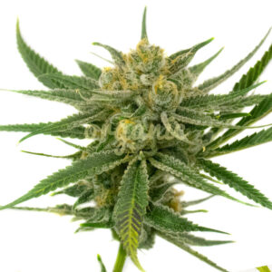 White Amnesia feminized marijuana seeds