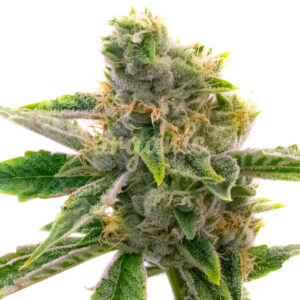 White Rhino feminized marijuana seeds