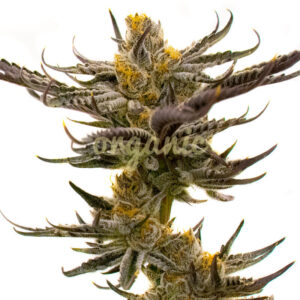 White Russian Fast Version marijuana seeds