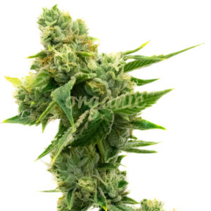 White Russian feminized marijuana seeds