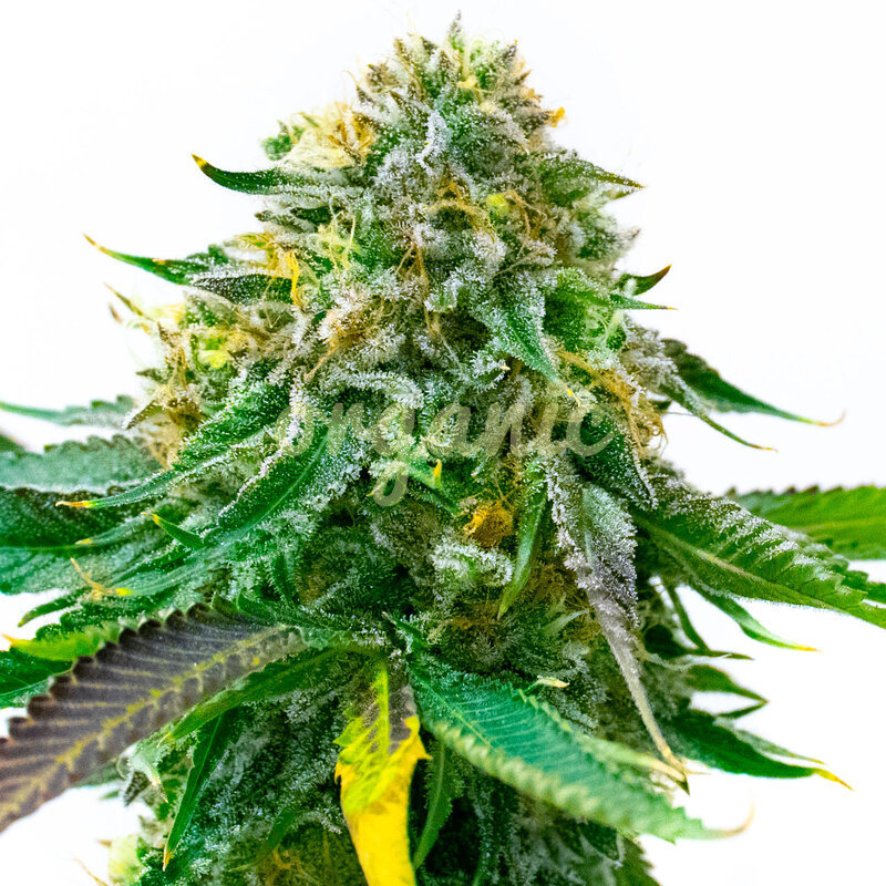 White Widow Autoflower marijuana seeds