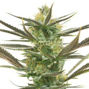 White Widow feminized marijuana seeds