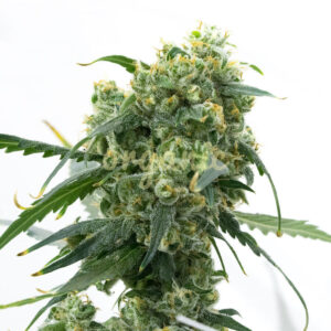 Widowmaker Fast Version marijuana seeds