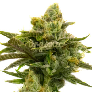 Wild Hog Auto marijuana seeds