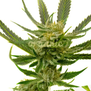 Yumbolt Autoflower marijuana seeds