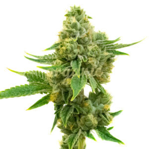 Yumbolt feminized marijuana seeds