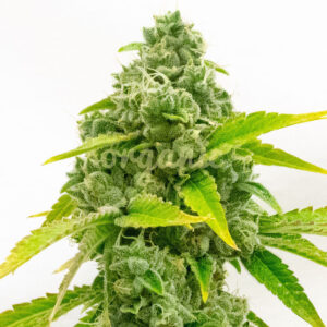 Zkittlez Autoflower marijuana seeds