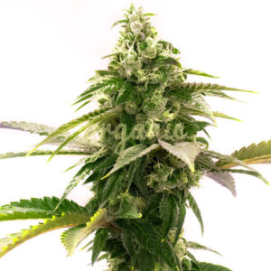 Zkittlez feminized marijuana seeds